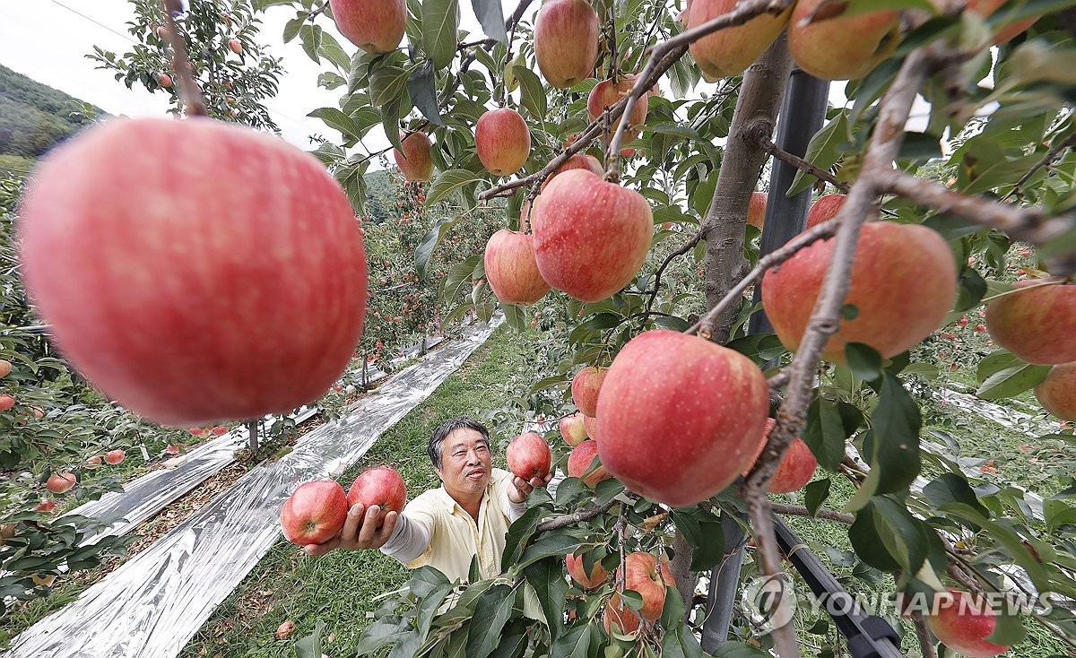 올해 사과 생산 10% 늘린다…농식품부, 안정생산 대책 추진
