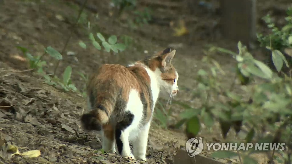 길고양이 발로 차 죽여 '집유' 받은 30대 또 범행했다 '실형'