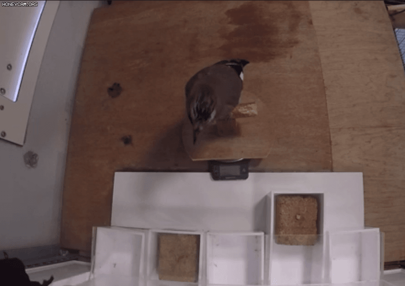 '깃털 달린 유인원' 어치도 지능 높을수록 자제력 강해 나무뉴스